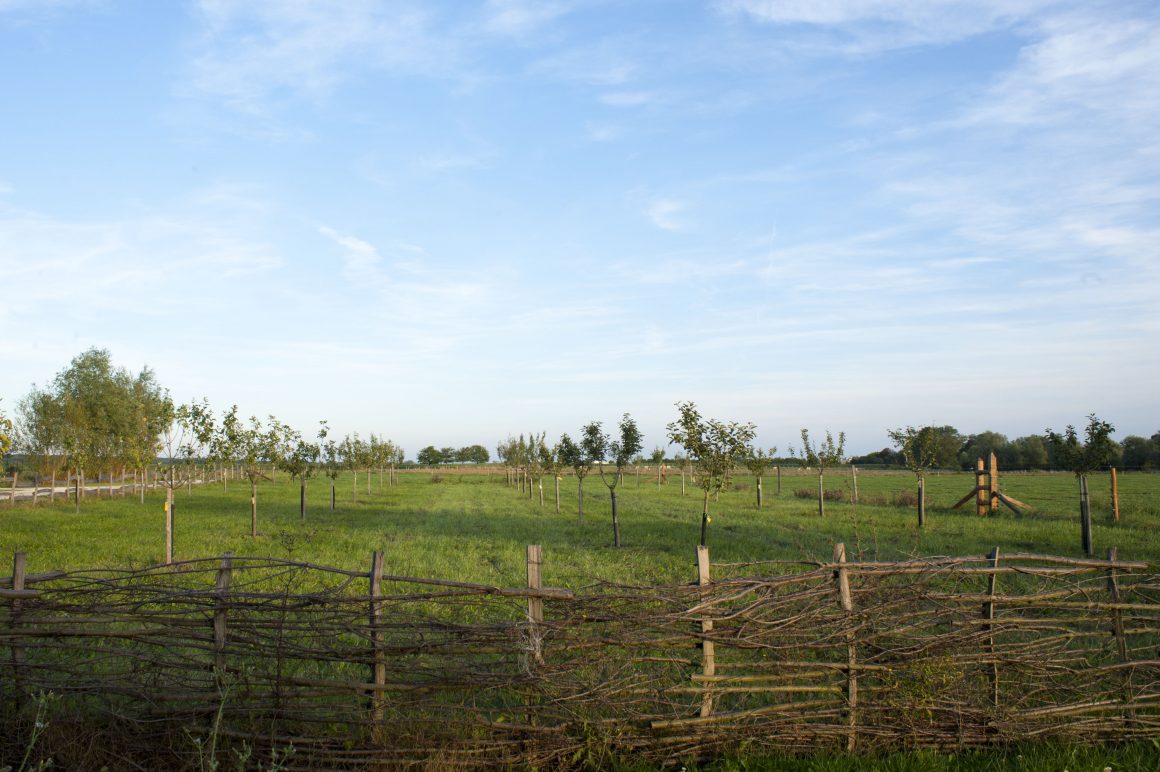 Verger de sauvegarde à proximité de Chalon