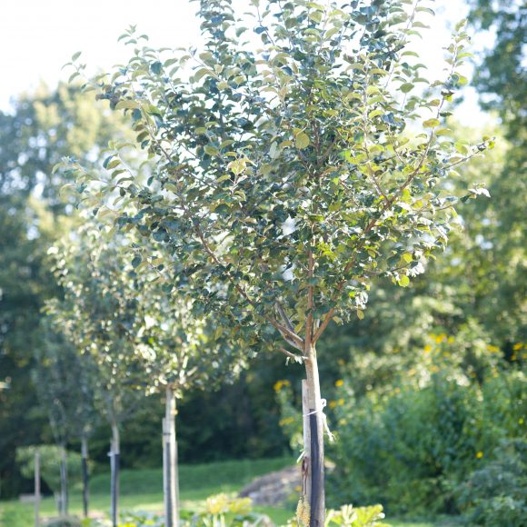 Verger de sauvegarde à Fontaines