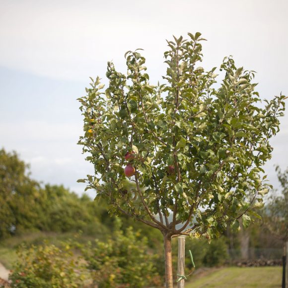 Verger de sauvegarde dans la Nièvre