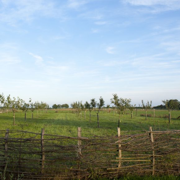Verger de sauvegarde à proximité de Chalon