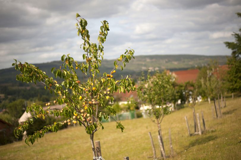 3-4-agroforesterie-2-1 Haies fruitières dans les vignes de Côte d’Or