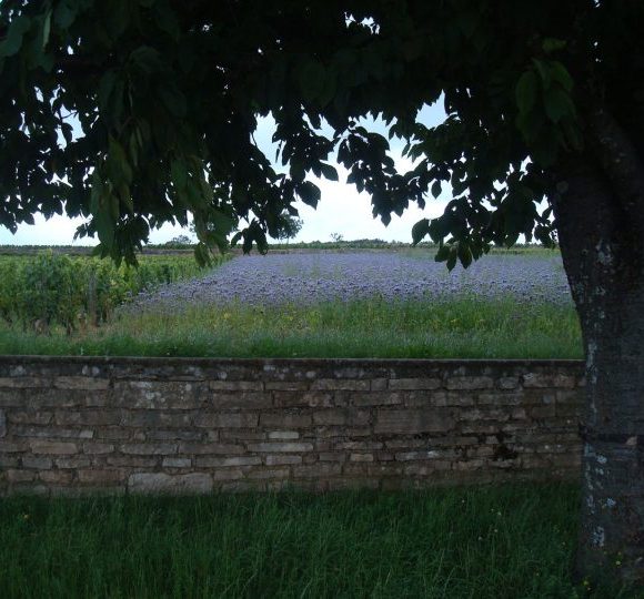 Haies fruitières dans les vignes de Côte d&rsquo;Or