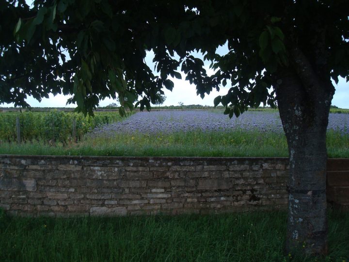 3-4-agroforesterie-2 Haies fruitières dans les vignes de Côte d’Or