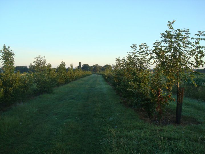 3-4-agroforesterie-haie-double Plantation de haies en Bresse