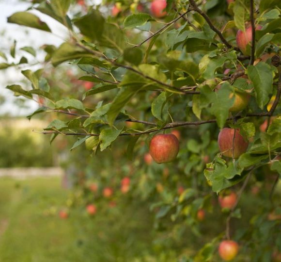 Forêt-jardin en Saône et Loire