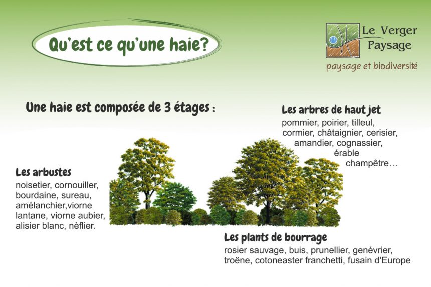 Qu&rsquo;est ce qu&rsquo;une haie ?