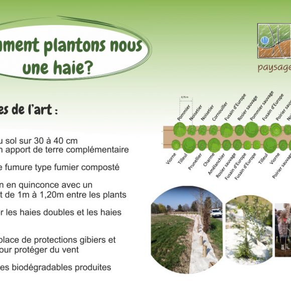 Comment planter une haie ?